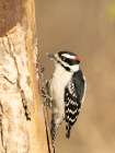 Downy woodpecker, Pennsylvania, Usa. Art Print